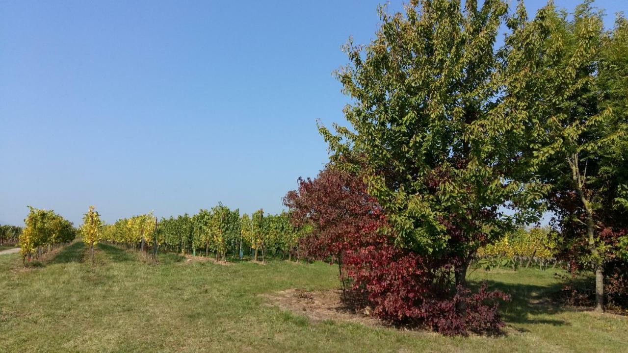 Gite "Le Piemont Des Vosges " Stotzheim Exteriör bild
